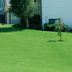 Canada Green™ Grass Seed