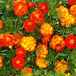 Flower Mat, Merry Marigolds 17