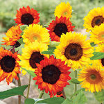 Sunflower Garden Mat