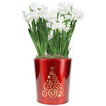Paperwhites With Red Tin Pot