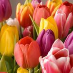 Tulip Easter Mix