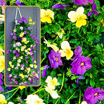 Bag O'Blooms® Shade Loving Pansies