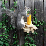 Squirrel Picnic Table Feeder