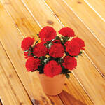 Artificial Carnation Bush by OakRidge™