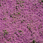 Flower Mat, Ground Cover, Creeping Thyme